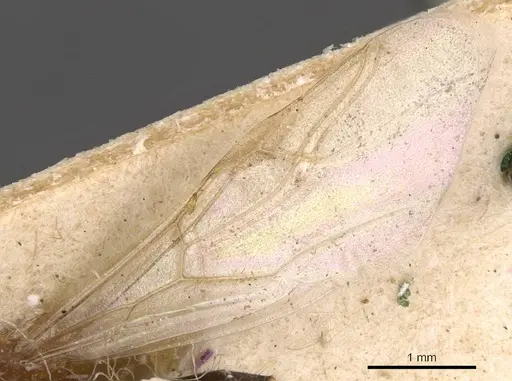Colobopsis cerberula - CASENT0905472