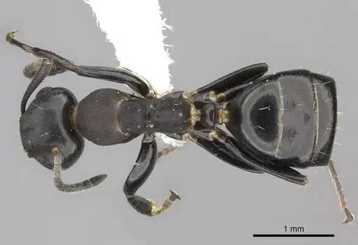 Colobopsis cerberula - JTLC000010266