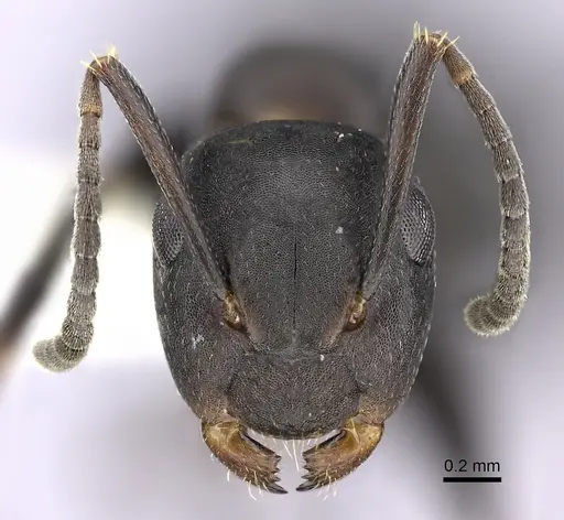 Colobopsis cerberula - JTLC000010266