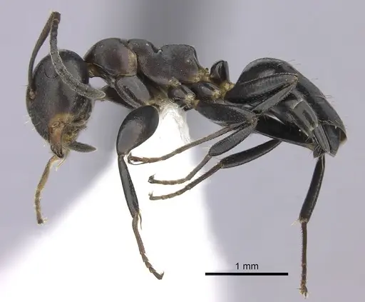 Colobopsis cerberula - JTLC000010266