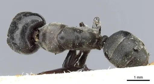 Colobopsis clerodendri specimen