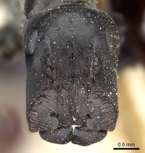 Colobopsis clerodendri specimen