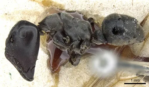 Colobopsis clerodendri specimen