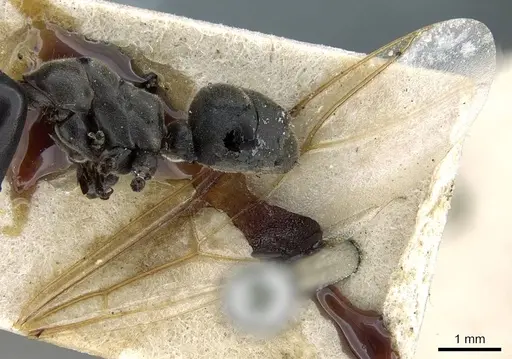 Colobopsis clerodendri - CASENT0905464