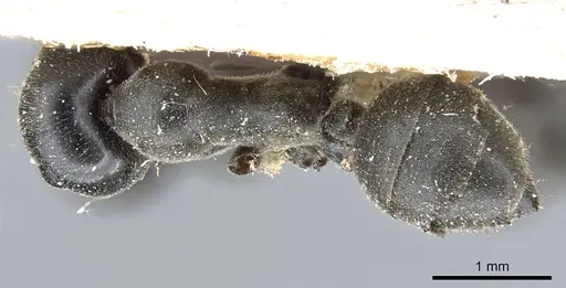 Colobopsis clerodendri - CASENT0905465