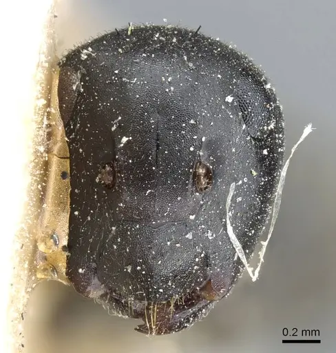 Colobopsis clerodendri - CASENT0905465