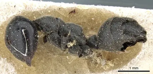 Colobopsis clerodendri - CASENT0905465