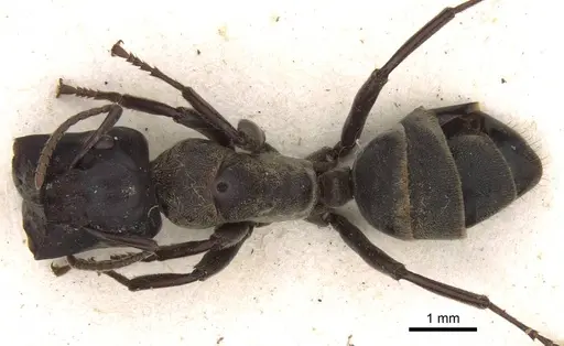 Colobopsis clerodendri - CASENT0906982