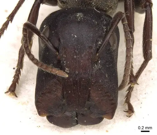 Colobopsis clerodendri - CASENT0906982