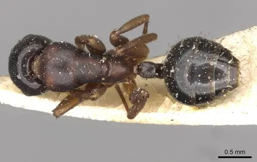 Colobopsis conica specimen