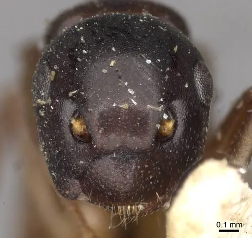 Colobopsis conica specimen