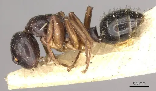 Colobopsis conica specimen