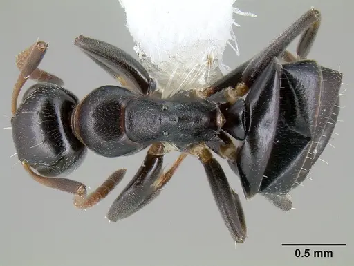 Colobopsis conithorax specimen