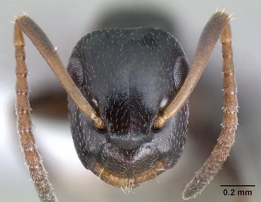 Colobopsis conithorax specimen