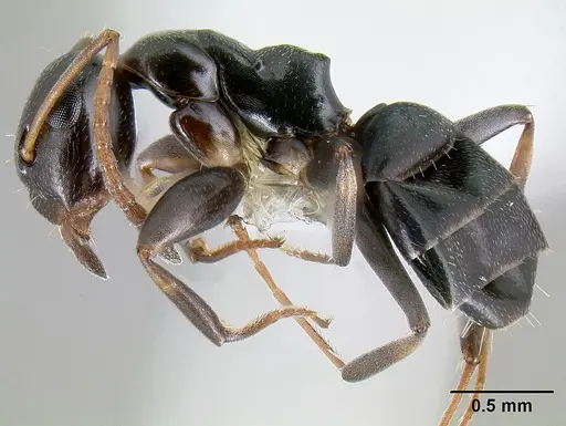 Colobopsis conithorax specimen