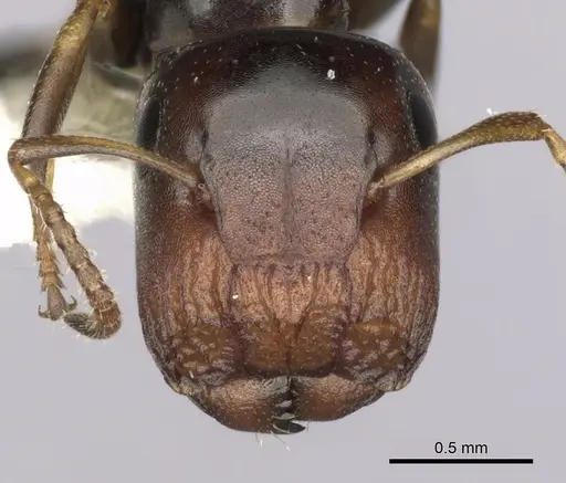 Colobopsis conithorax - CASENT0280183