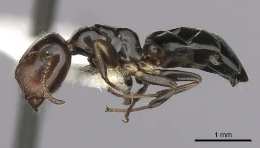 Colobopsis conithorax - CASENT0280183
