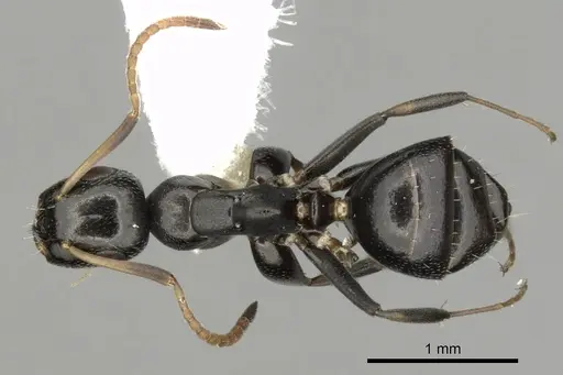 Colobopsis conithorax - CASENT0280184