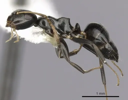 Colobopsis conithorax - CASENT0280184