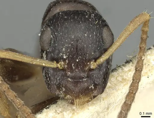 Colobopsis conithorax - CASENT0913713