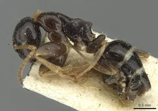 Colobopsis conithorax - CASENT0913713