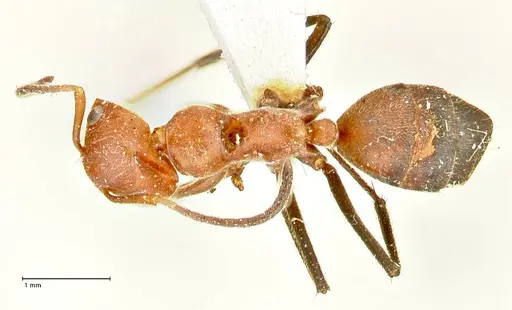 Colobopsis corallina specimen