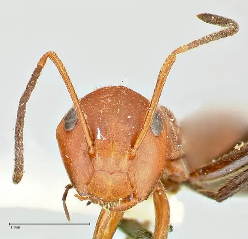 Colobopsis corallina specimen