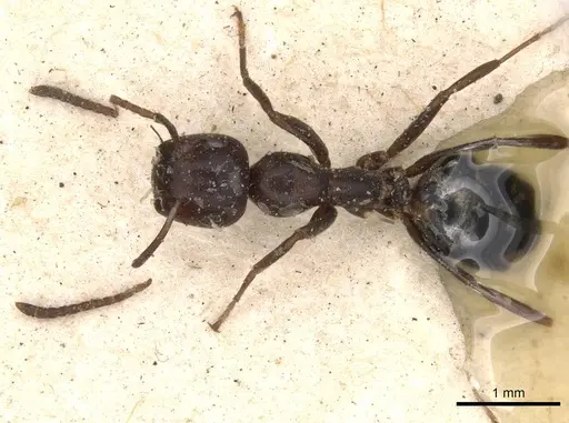 Colobopsis cotesii specimen