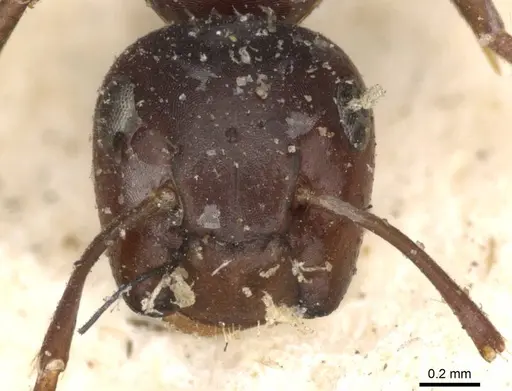 Colobopsis cotesii specimen