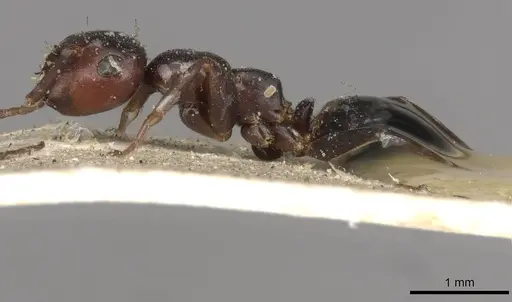 Colobopsis cotesii specimen