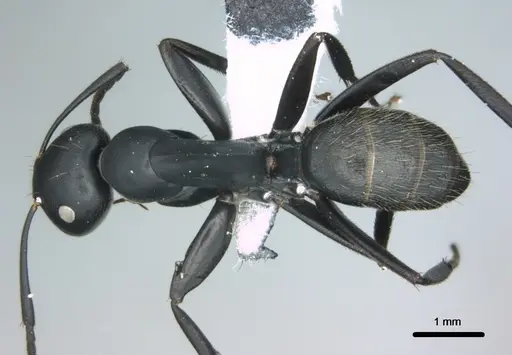 Colobopsis cristata specimen