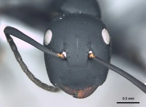 Colobopsis cristata specimen