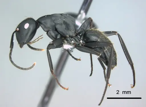 Colobopsis cristata specimen