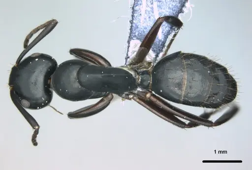 Colobopsis cristata - CASENT0180304