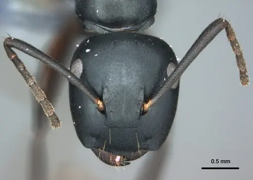 Colobopsis cristata - CASENT0180304