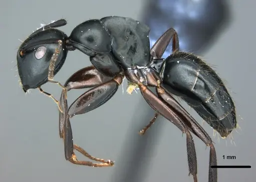 Colobopsis cristata - CASENT0180304