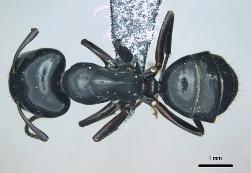 Colobopsis cristata - CASENT0180333