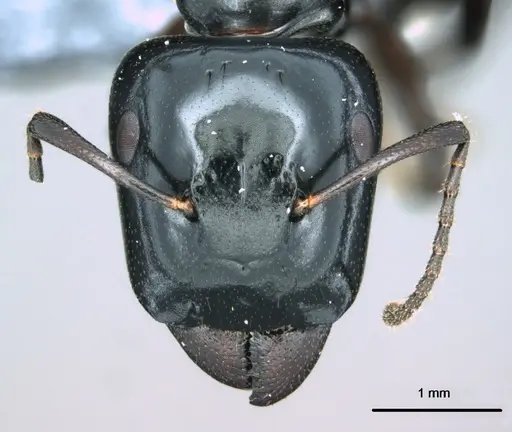 Colobopsis cristata - CASENT0180333