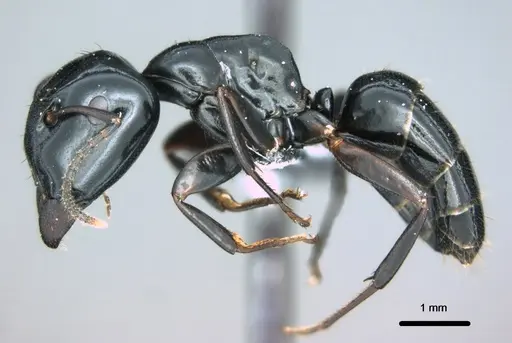 Colobopsis cristata - CASENT0180333