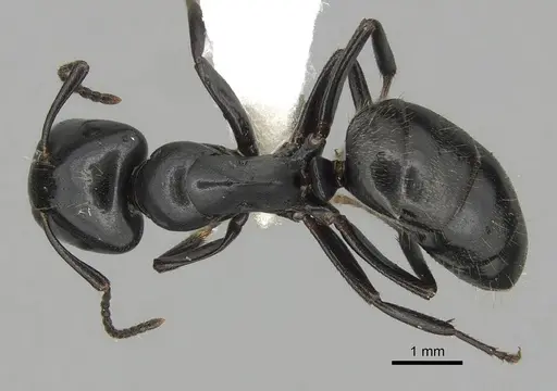 Colobopsis cristata - CASENT0280255