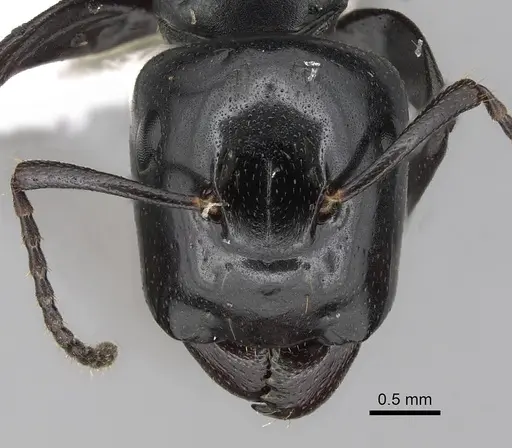 Colobopsis cristata - CASENT0280255