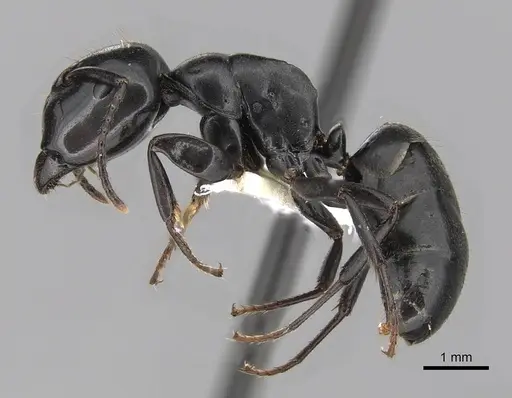 Colobopsis cristata - CASENT0280255