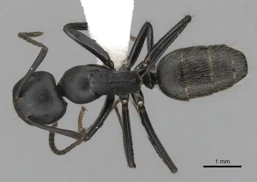 Colobopsis cristata - CASENT0280256