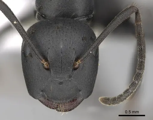 Colobopsis cristata - CASENT0280256