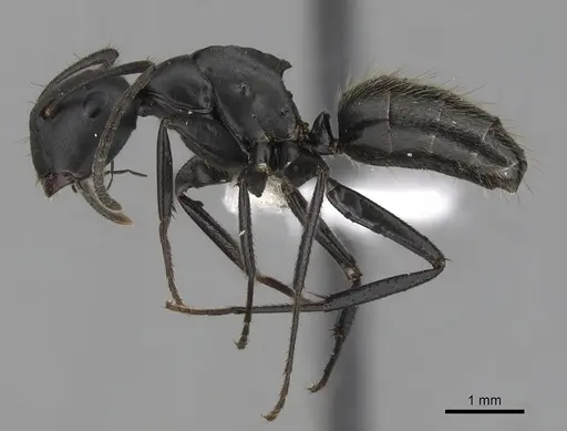 Colobopsis cristata - CASENT0280256