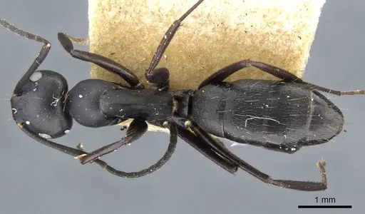 Colobopsis cristata - CASENT0905844