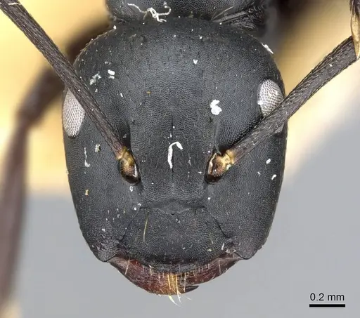 Colobopsis cristata - CASENT0905844