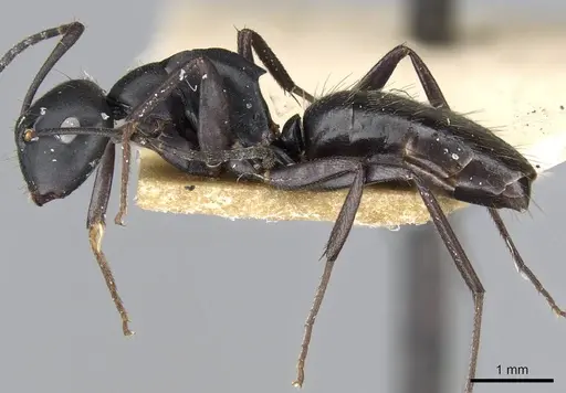 Colobopsis cristata - CASENT0905844