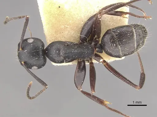 Colobopsis cristata - CASENT0910579