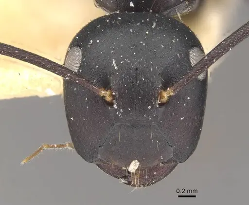 Colobopsis cristata - CASENT0910579